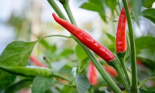 മുളക് തൈ നടുമ്പോൾ നിങ്ങൾ ചെയ്യുന്ന അഞ്ച് തെറ്റുകൾ