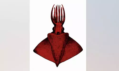 അറബിക്കടലിൽ പുതിയയിനം നീരാളി കൂന്തൽ അറബിക്കടലിൽ പുതിയയിനം നീരാളി കൂന്തൽ