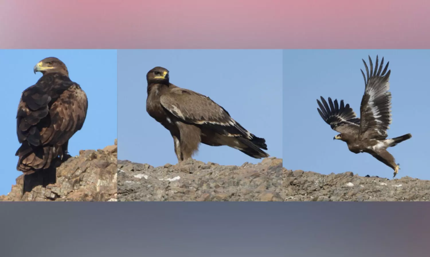 ബു​റൈ​മി​യി​ൽ സ്റ്റെ​പ്പ് ഈ​ഗി​ളി​നെ ക​ണ്ടെ​ത്തി