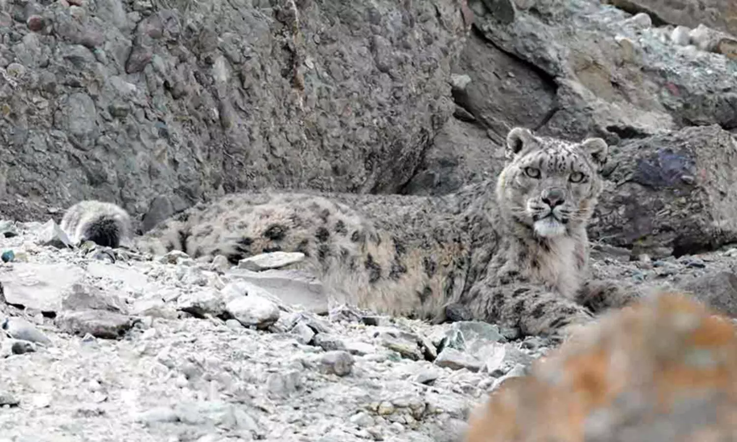 snowleopard, spithi vally,kibber, kye monastry, himalayas, ഹിമപ്പുലി, സ്പിതി വാലി, കിബ്ബർ,