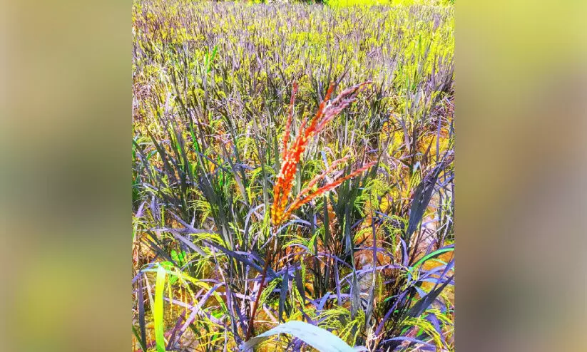 പുതിയ ഇനം നെൽവിത്ത്; നസർബാത്ത് വേങ്ങരയിലും കതിരിട്ടു പുതിയ ഇനം നെൽവിത്ത്; നസർബാത്ത് വേങ്ങരയിലും കതിരിട്ടു