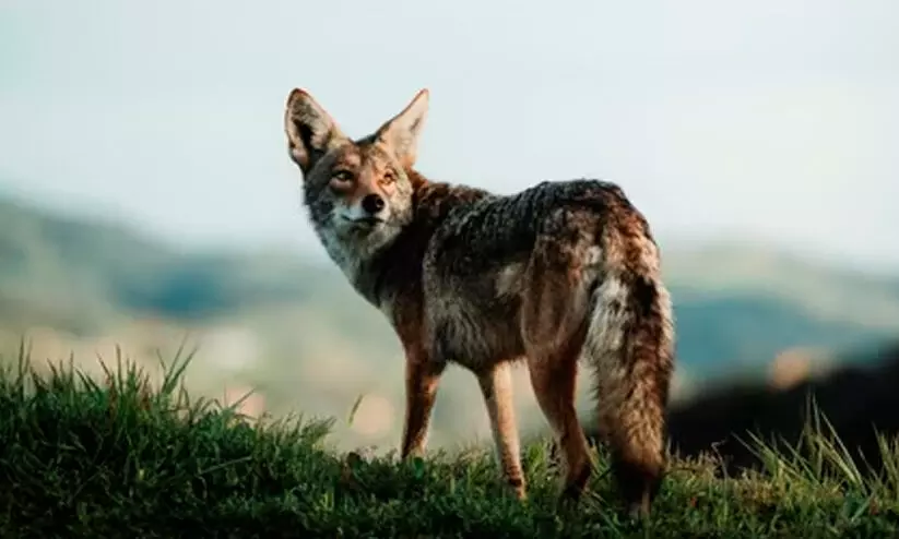 ഡൽഹി മൃഗശാലയിൽ നിന്ന് ഒരുസംഘം കുറുക്കൻമാർ രക്ഷപ്പെട്ടു; തൊട്ടടുത്ത കാട്ടിൽ തിരച്ചിൽ സംഘം; സന്ദർശകർക്ക് ഭിഷണിയില്ല ഡൽഹി മൃഗശാലയിൽ നിന്ന് ഒരുസംഘം കുറുക്കൻമാർ രക്ഷപ്പെട്ടു; തൊട്ടടുത്ത കാട്ടിൽ തിരച്ചിൽ സംഘം; സന്ദർശകർക്ക് ഭിഷണിയില്ല