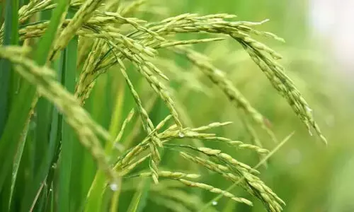 കർഷകർക്ക് വേണ്ടിയോ വിത്തുനിയമങ്ങൾ?