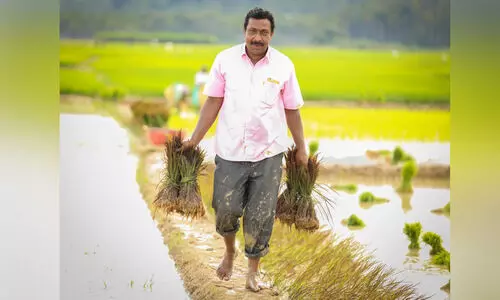 വിത്ത് ലവ്; നെൽവിത്തിനെ പ്രണയിച്ച കഥ...