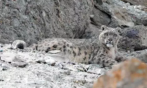snowleopard, spithi vally,kibber, kye monastry, himalayas, ഹിമപ്പുലി, സ്പിതി വാലി, കിബ്ബർ,