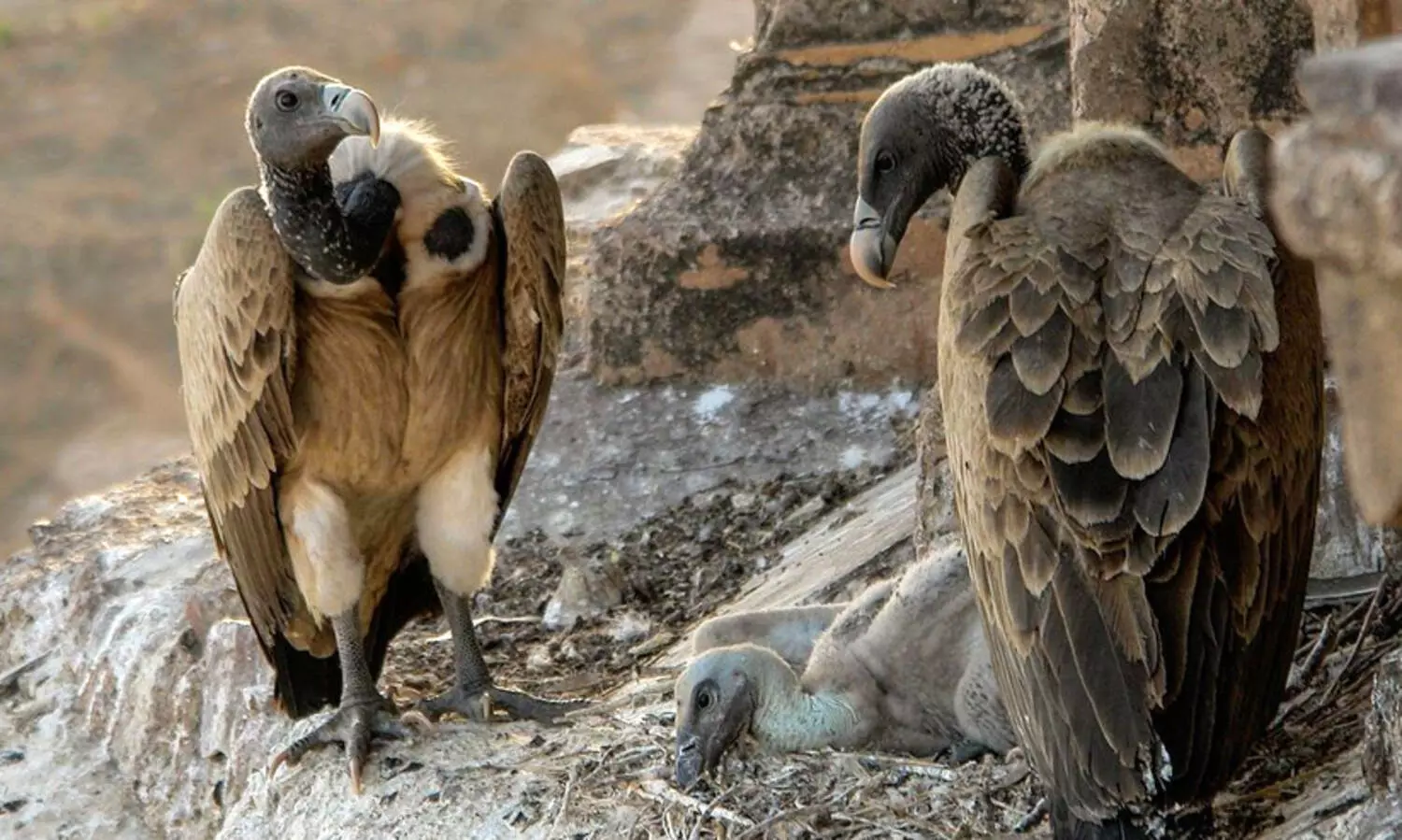 ഇന്ത്യയിൽ കഴുകന്മാരുടെ എണ്ണം കുറയുന്നു