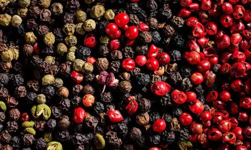 മഴക്കുത്തേറ്റ് കുരുമുളക്