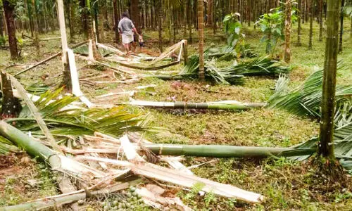 കാട്ടാനകൾ ജനവാസ മേഖലയിൽ; കൃഷി നശിപ്പിച്ചു