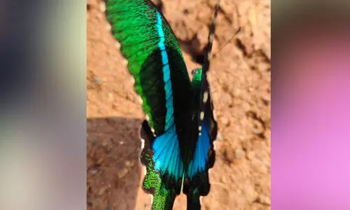 ശാ​ന്തി​ഗി​രി​യി​ൽ നാ​ട്ടു​മ​യൂ​രി ശ​ല​ഭം