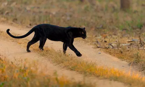 ഇന്ത്യൻ കരിമ്പുലികളുടെ കറുത്ത നിറം ശ്രീലങ്കയിൽ നിന്ന് ലഭിച്ചത്; ഒരു ജീനിലുണ്ടായ മ്യൂട്ടേഷൻ; പഠനം