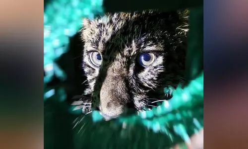 കുളത്തിൽ വീണ പു​ലി​യെ പി​ടി​കൂ​ടി