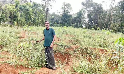 എ​ള്ള് കൃ​ഷി​യി​ൽ നൂ​റു​മേ​നി വി​ള​യി​ച്ച് കൃ​ഷി വ​കു​പ്പ് ജീ​വ​ന​ക്കാ​ര​ൻ രാ​ജേ​ഷ്
