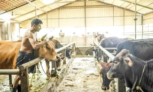 അയ്യപ്പനുവേണ്ടി പാല്‍ ചുരത്തി ഗോശാലയിലെ പൈക്കള്‍