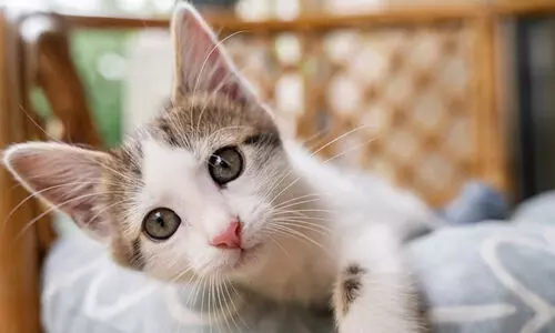 പൂച്ചയെ വളർത്തുന്നത് സ്കീസോഫ്രീനിയ വരാനുള്ള സാധ്യത ഇരട്ടിയാക്കുമെന്ന് പഠനം