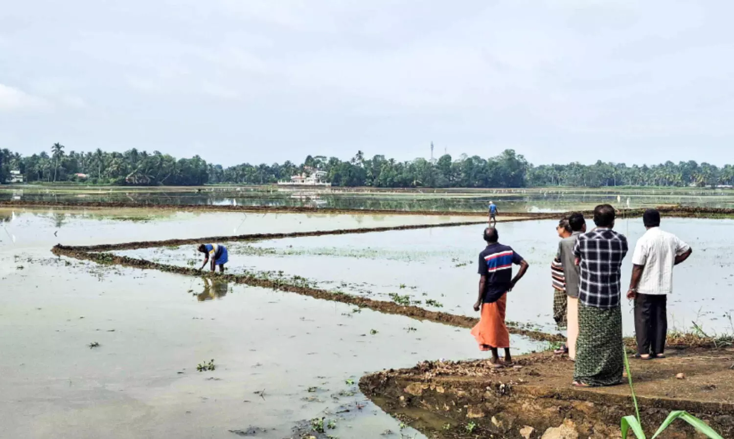 കനത്ത മഴ; പാണാകേരി പാടശേഖരത്തിലെ വിത നശിച്ചു