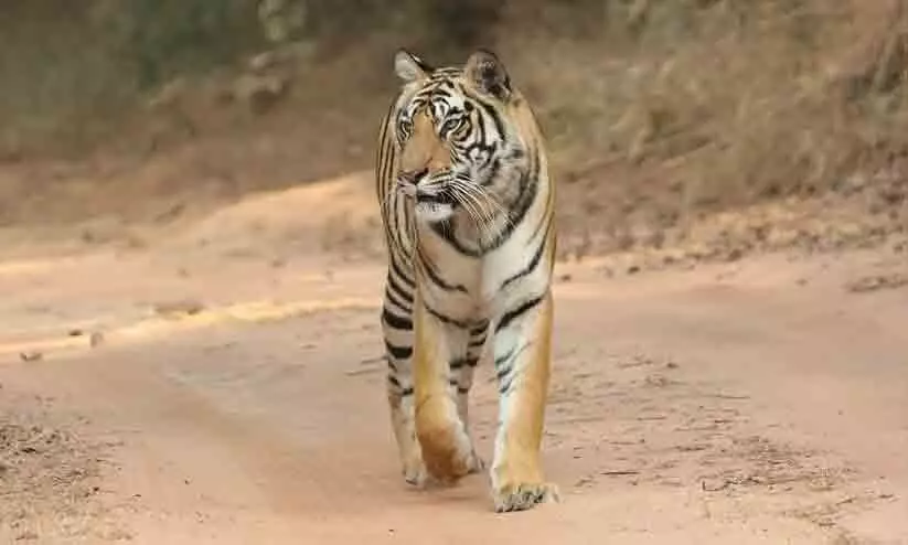 Tiger attack,Mudumalai,Fatality,Wildlife conflict,Woman victim, കടുവസ​ങ്കേതം, മുതുമല, ആക്രമണം, വന്യജീവി വകുപ്പ്