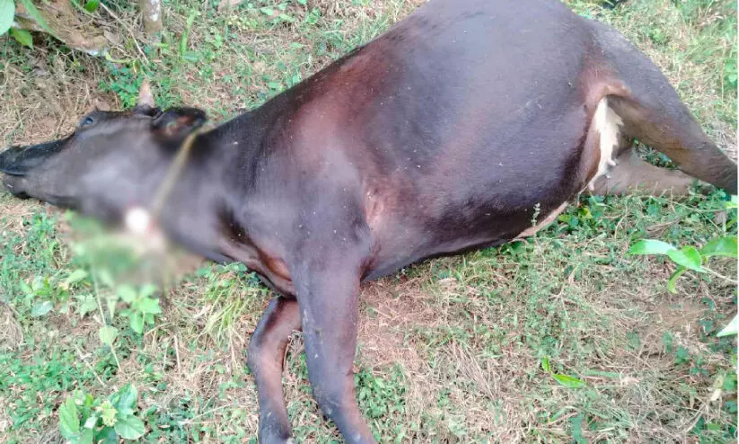 പശുവിനെ കടുവ കൊന്നു