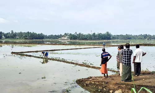 കനത്ത മഴ; പാണാകേരി പാടശേഖരത്തിലെ വിത നശിച്ചു