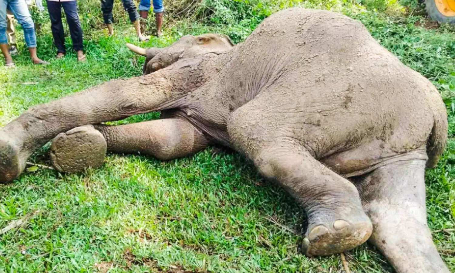 കാട്ടാനയെ ചെരിഞ്ഞ നിലയില്‍ കണ്ടെത്തി