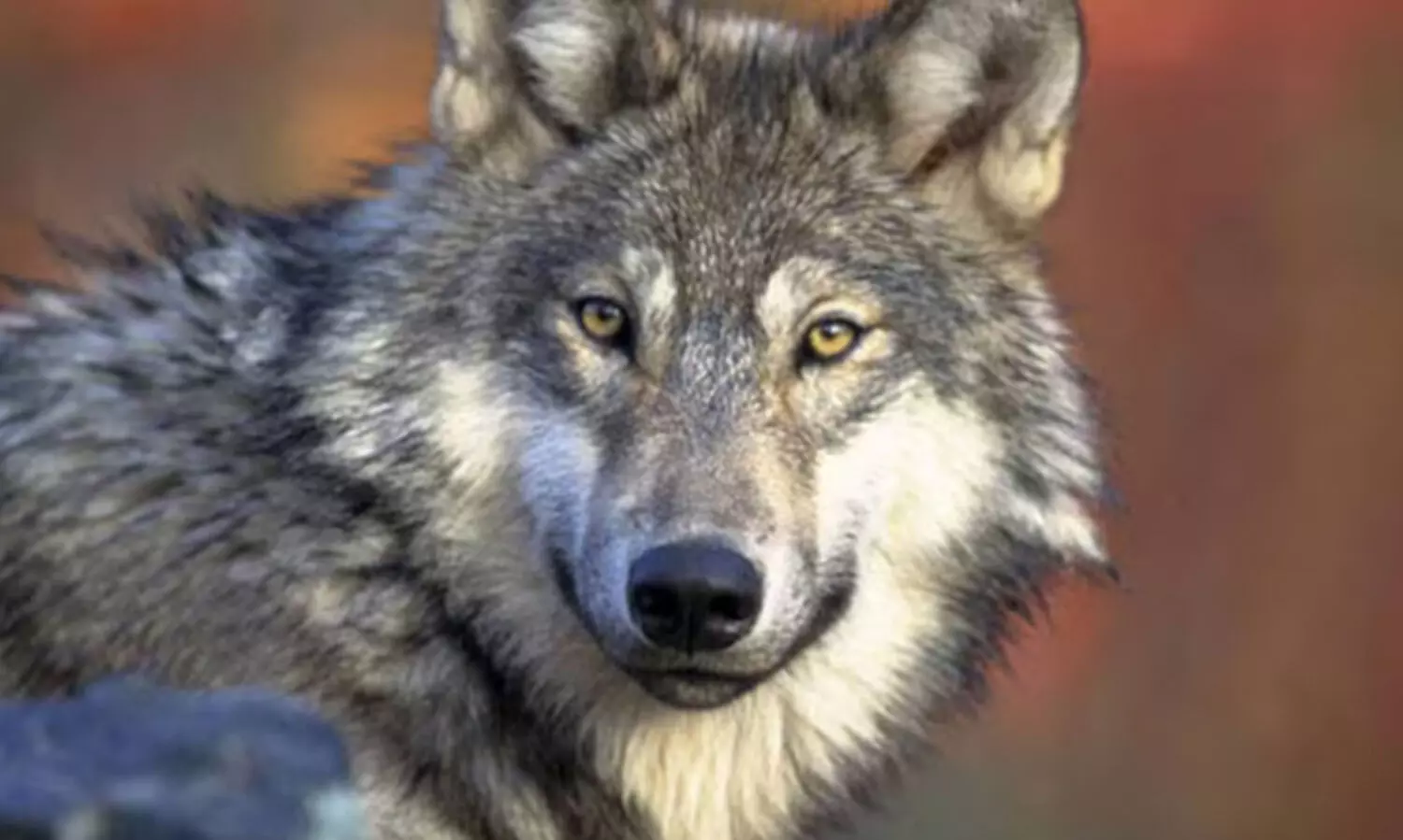 തെരുവുനായ്ക്കളിലടക്കം ചെന്നായയുടെ ഡി.എൻ.എ!