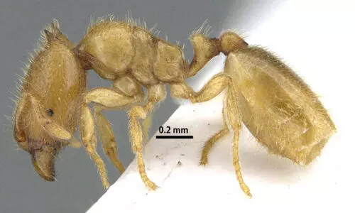 ഷാ​ർ​ജ​യി​ൽ അ​പൂ​ർ​വ ഉ​റു​മ്പി​നെ ക​ണ്ടെ​ത്തി