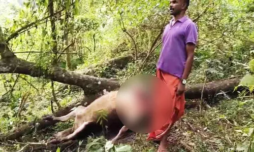 Munnar Tiger Attack