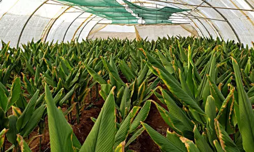 തബൂക്കിലെ മഞ്ഞൾ കൃഷി വിജയകരം