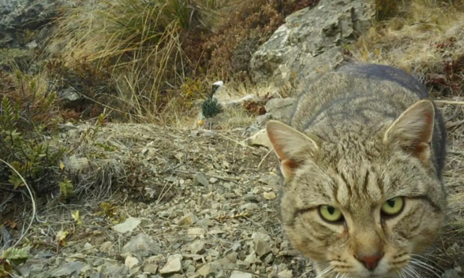 പ്രാദേശിക ജീവികൾക്ക് ഭീഷണി; കാട്ടുപൂച്ചകളെ കൊന്നൊടുക്കാൻ ന്യൂസിലൻഡ്
