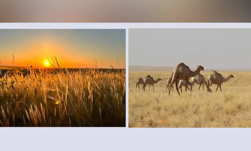 ഭൂപ്രകൃതിയുടെ മനോഹര ചിത്രമായി ‘റഫ’യിലെ ലിന ഗ്രാമം ഭൂപ്രകൃതിയുടെ മനോഹര ചിത്രമായി ‘റഫ’യിലെ ലിന ഗ്രാമം