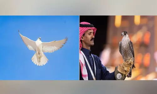 ഫാ​ൽ​ക്ക​ണു​ക​ൾ പ​റ​ക്കു​ന്നു