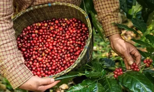 ഇനി കാപ്പികൃഷി വിളവെടുപ്പ് കാലം