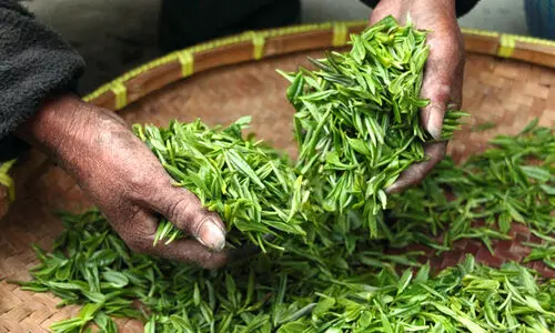ഇ​ടു​ക്കി​യി​ലെ​ ഫാ​ക്ട​റി​ക​ളി​ലേ​ക്ക് ത​മി​ഴ്നാ​ട്ടി​ൽ​നി​ന്ന്​ ഗു​ണ​നി​ല​വാ​രം കു​റ​ഞ്ഞ പ​ച്ച​ക്കൊ​ളു​ന്ത്