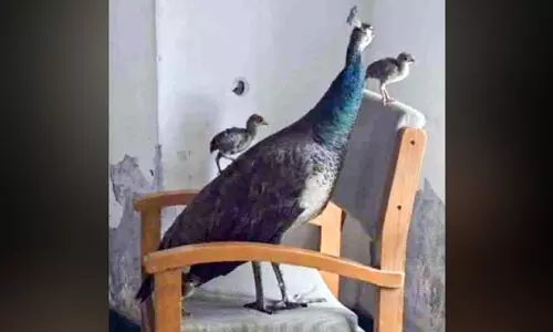 ഓഫിസിലെന്താ മയിലിന് കാര്യം...