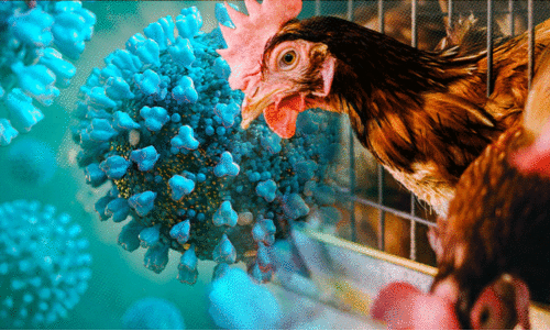 പക്ഷിപ്പനി വൈറസ് മനുഷ്യരിലെത്തിയാൽ കോവിഡിനെക്കാൾ രൂക്ഷമാകും; ഫ്രാൻസിന്റെ മുന്നറിയിപ്പ്; അമേരിക്കയിൽ ഒരാൾ മരിച്ചു