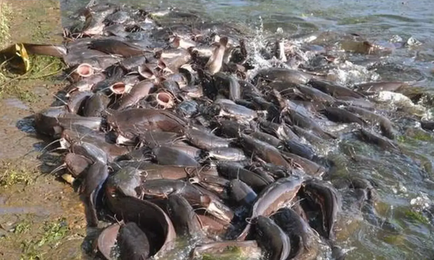 Maharashtra, Fisheries Department, fish ,illegal ,African mussel, ആഫ്രിക്കൻ മുഷി, മഹാരാഷ്ട്ര, മൽസ്യവകുപ്പ്