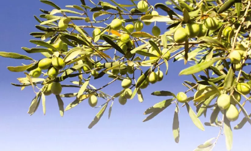 ലോക ഒലിവ് വൃക്ഷദിനം; സൗദിയിൽ ഒലിവ് ഉൽപാദനം 3,51,000 ടണ്ണായി ഉയർന്നു ലോക ഒലിവ് വൃക്ഷദിനം; സൗദിയിൽ ഒലിവ് ഉൽപാദനം 3,51,000 ടണ്ണായി ഉയർന്നു