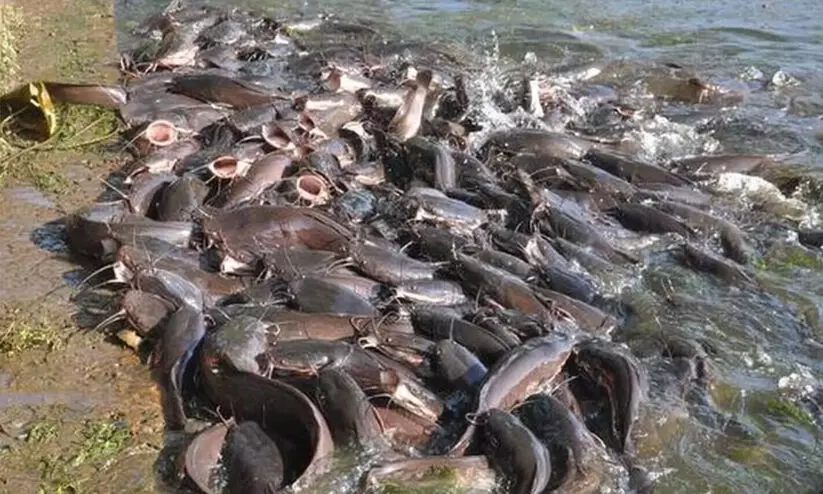 Maharashtra, Fisheries Department, fish ,illegal ,African mussel, ആഫ്രിക്കൻ മുഷി, മഹാരാഷ്ട്ര, മൽസ്യവകുപ്പ്