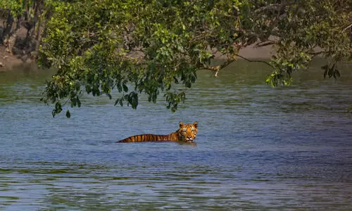 Villagers,Bengal tiger,Forest,Firecrackers, River crossing, സുന്ദർബൻസ്, പർഗാനാസ്, ബംഗാൾ കടുവ,