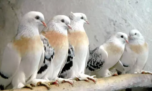 വിലകൂടിയ പ്രാവുകളെ കൂട്ടത്തോടെ മോഷ്ടിച്ചതായി പരാതി വിലകൂടിയ പ്രാവുകളെ കൂട്ടത്തോടെ മോഷ്ടിച്ചതായി പരാതി