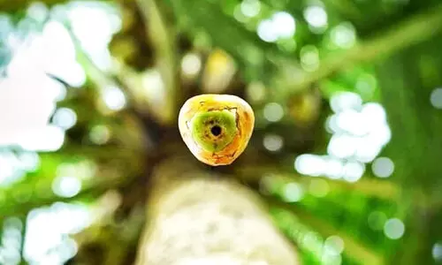 കോവിഡുകാലത്തെ തെങ്ങ് കോവിഡുകാലത്തെ തെങ്ങ്