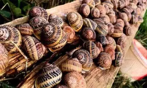 france Snails stolen