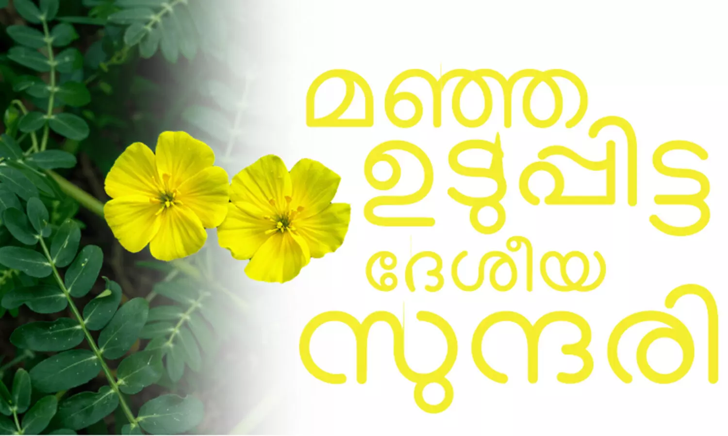 മഞ്ഞ ഉടുപ്പിട്ട ദേശീയ സുന്ദരി