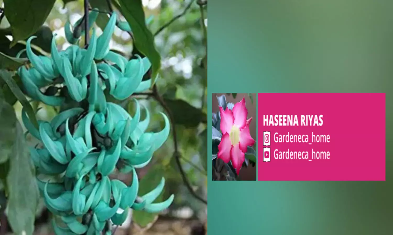 ജേഡ്​ വൈൻ