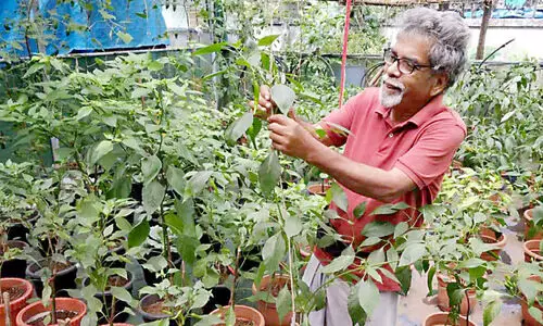 സൈനുദ്ദീൻ സ്വന്തം വീട്ടുവളപ്പിൽ തീർക്കുന്നത് ജൈവ വിസ്മയം