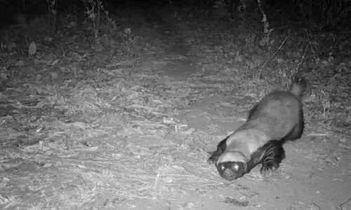 കുരയ്ക്കുന്ന മാൻ, ഹണി ബാഡ്ജർ, ഈനാംപേച്ചി...; പുരുലിയ വന്യജീവി സ​ങ്കേതത്തി​ലെ ത്രില്ലർ ചിത്രങ്ങൾ വെളിപ്പെടുത്തി ട്രാപ്പ് കാമറകൾ