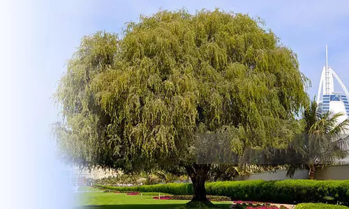 ഗാ​ഫിെൻറ ജ​നി​ത​ക പ​ഠ​നം പൂ​ര്‍ത്തി​യാ​യി