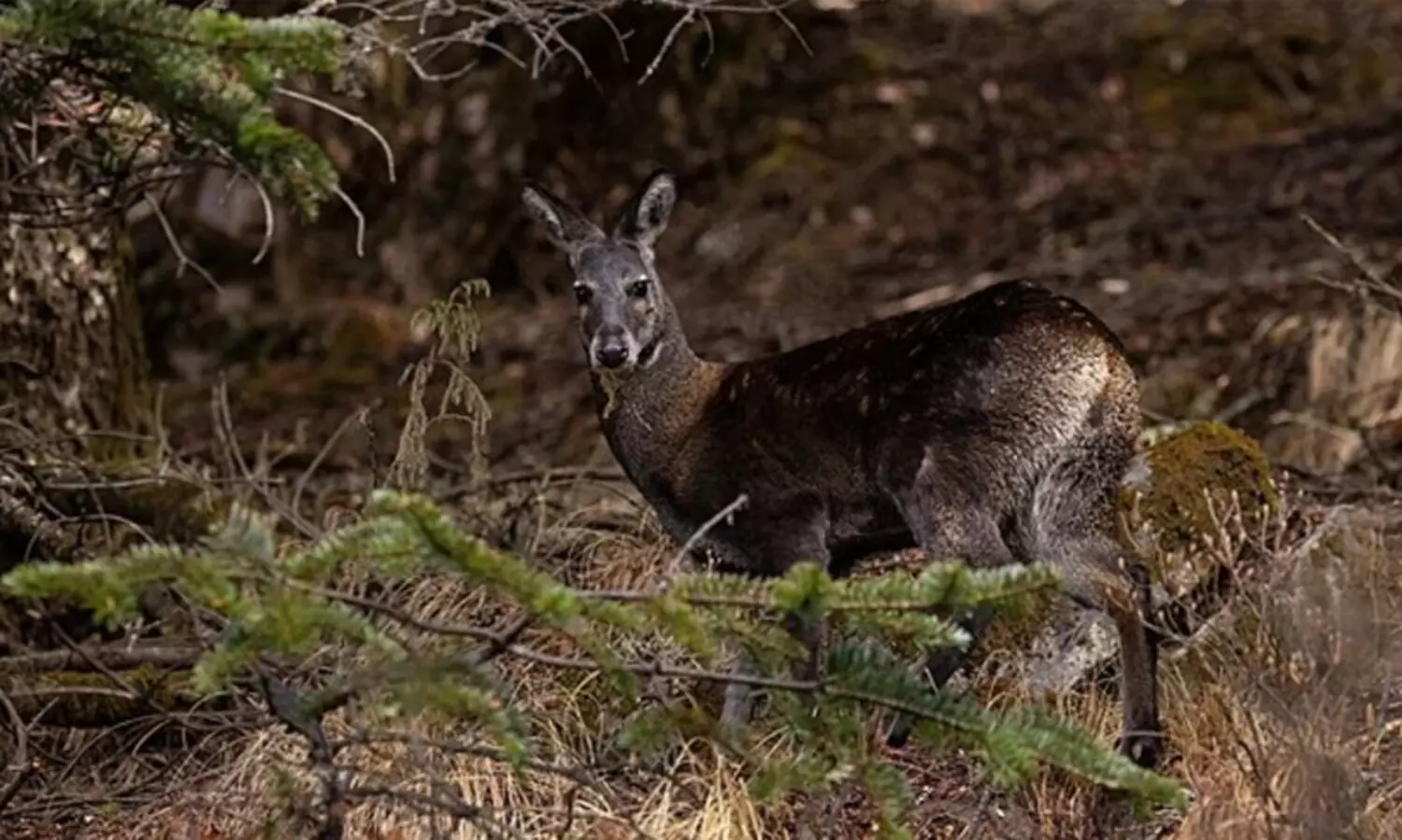 Himalayan musk deer,Extinct,Rediscovery,Bengal,55 years, ഹിമാലയൻ കസ്തൂരിമാൻ, ബംഗാൾ, വംശനാശം, നിയോറവാലി നാഷനൽ പാർക്ക്
