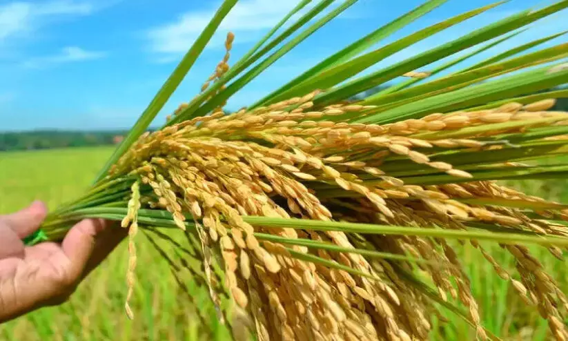 നെല്ല് സംഭരണം മന്ദഗതിയിൽ സംഭരിച്ചത് പകുതി മാത്രം നെല്ല് സംഭരണം മന്ദഗതിയിൽ സംഭരിച്ചത് പകുതി മാത്രം