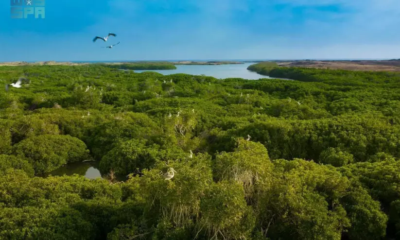 ജൈവ വൈവിധ്യത്തിന്റെ കലവറയായി ഫറസാൻ ദ്വീപ് ജൈവ വൈവിധ്യത്തിന്റെ കലവറയായി ഫറസാൻ ദ്വീപ്