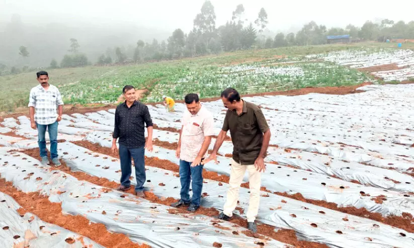 കാന്തല്ലൂരിലൊരുങ്ങുന്നു സ്ട്രോബറി വസന്തം കാന്തല്ലൂരിലൊരുങ്ങുന്നു സ്ട്രോബറി വസന്തം
